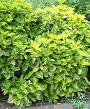 org:/gardening tips/Snoeiadvies/Individuele_pagina/Broodboom.jpg